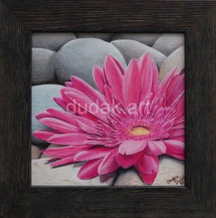 2021_ruzova_gerbera_IMG_6878-2