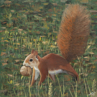 squirrel